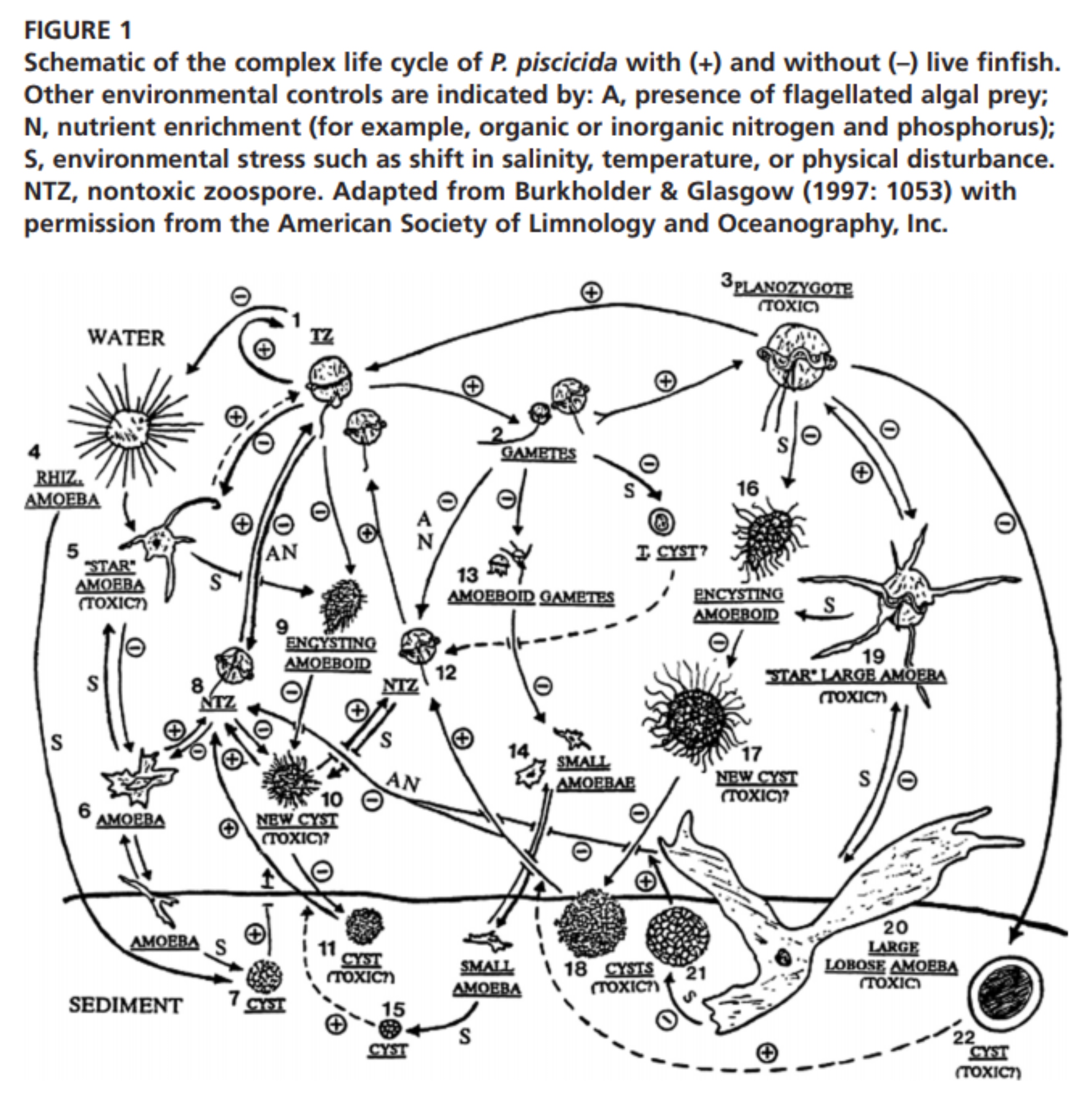 lifecycle of
                          Pfiesteria piscida